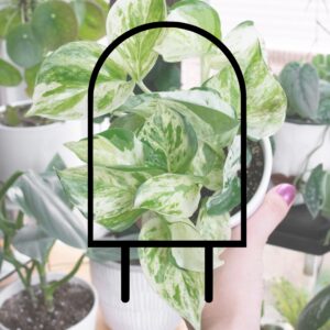 arch graphic outline over a picture of a plant