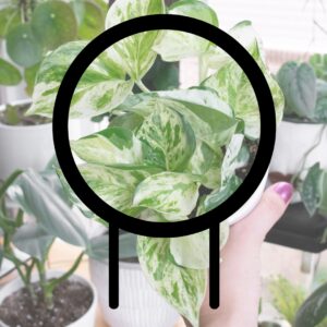 circlular graphic outline over a picture of a plant