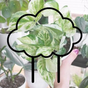 cloud graphic outline over a picture of a plant