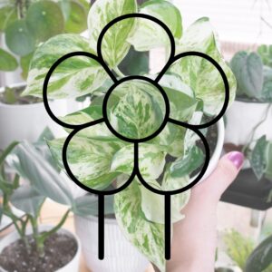 flower graphic outline over a picture of a plant