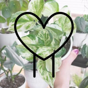 heart graphic outline over a picture of a plant