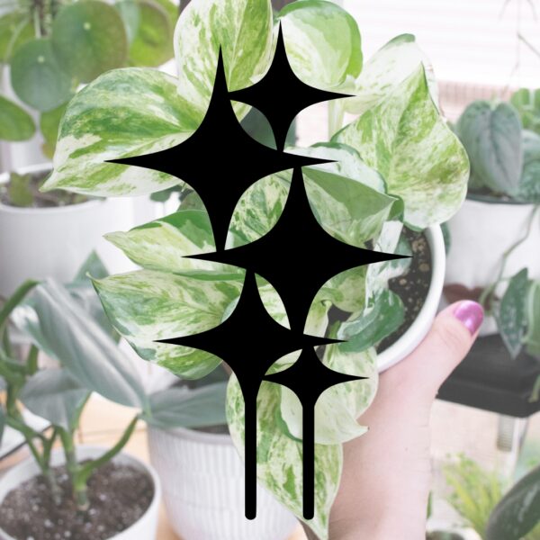 starbursts graphic outline over a picture of a plant