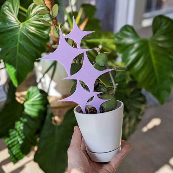 starburst trellis in a plant