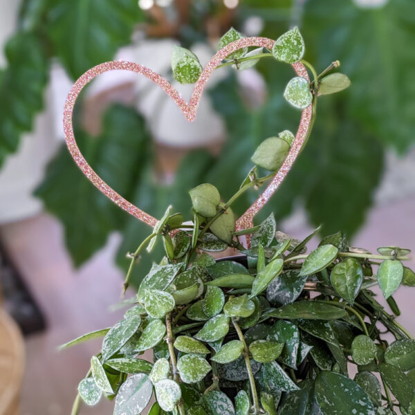 pink heart shaped trellis on a plant