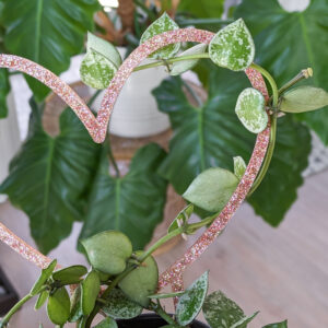 pink heart shaped trellis on a plant